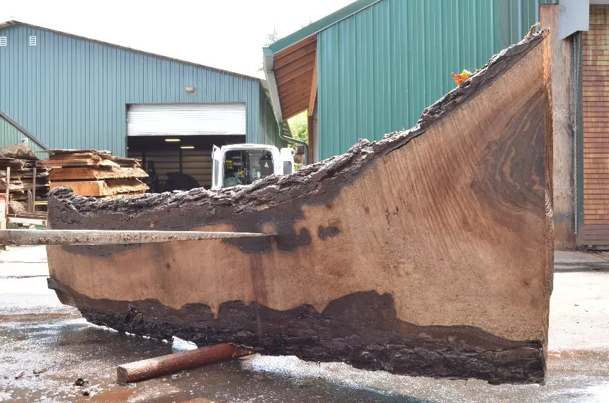 Oregon Black Walnut Slab 052022-06